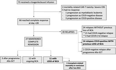 Impact of disease burden and late loss of B cell aplasia on the risk of relapse after CD19 chimeric antigen receptor T Cell (Tisagenlecleucel) infusion in pediatric and young adult patients with relapse/refractory acute lymphoblastic leukemia: role of B-cell monitoring